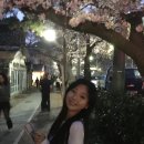 진해여자중학교 | 창원 벚꽃 축제 <2026 진해군항제> 실시간 후기