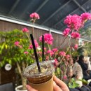 넝쿨장미집 | [인천가좌동맛집] 아기도 잘 먹는 건강맛집 : 평창곤드레밥상