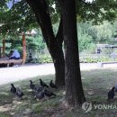 비둘기공원1 이미지