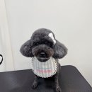 이리온댕 이미지