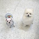 포즈티브 이미지