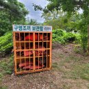 강변사리 이미지