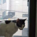 우다닥 고양이 호텔 이미지