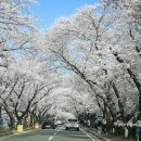 경주벚꽃축제 맞아 경주 가볼만한곳(김유신묘 이어 보문단지) 이미지