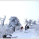 1월 신년 눈꽃산행"태백산" 이미지