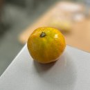 퇴근길, 영어 어학당 | 모과는 잘 익었고 단풍은 아직 구워지는 중입니다