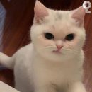 굿모닝서울