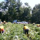 김용수농장 이미지