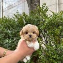 엘린퍼피 이미지