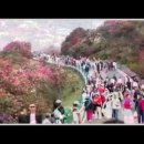 중국의 진달래 축제(a hundred miles azalea forest) 이미지