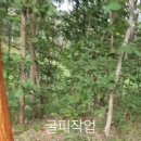 굴피작업 이미지