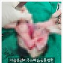 마음을 읽어주는 마음동물병원 | 암컷 강아지 서혜부 탈장, 그냥 두어도 될까요?★서혜부탈장, 유선종양수술, 마음을읽어주는 마음동물병원