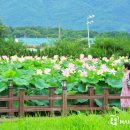 울미연꽃마을 이미지