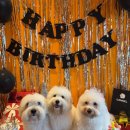 행복한 유치원 | 멍치원에서 우리 댕댕이의 행복한 하루🐶 부산 광안애견유치원&amp;호텔 후기