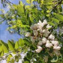 우정자전차 이미지