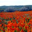 꽃이있는풍경 이미지