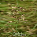 하늘지기 이미지