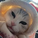 동물치과병원메이 이미지