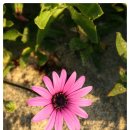 동삼1동-9 이미지