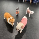 댕댕놀이터 아라점 이미지