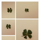 담양클로버 이미지