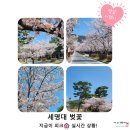 (주)대원에너지 우리주유소 | 세명대 벚꽃 실시간 상황🌸 이번 주가 피크! 꼭 가세요(현장 후기)