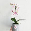 영남화분