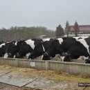 농도원목장 이미지