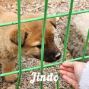 진도농장 | 전라남도 여행 진도 가볼만한곳 진도개테마파크 솔직 후기