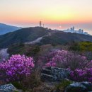 부산 황령산 진달래와 벚꽃 이미지