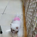 궁뎅이 Daum카페