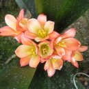 선일농장 이미지