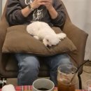 은평애견 | 강아지랑 다녀온 은평 한옥마을 근처 로맨티카｜은평구 애견동반카페 후기