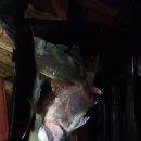 녹동 | 타이라바 제대로 터진 고흥녹동 여명호 대박 조황 후기