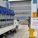 돼지사수