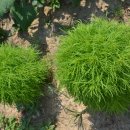 금천농장 이미지