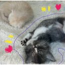 고양이 생활 호텔 이미지