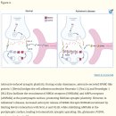 최신 뇌과학 탐구!! 기억력 장애(치매) -성상교세포의 synaptogenesis, synaptic pruning 이미지
