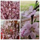 복사꽃향기 이미지