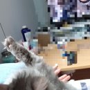 그루밍츄 이미지