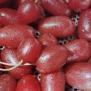 보리수 열매 효능 수확 시기 부작용과 먹는 방법 이미지