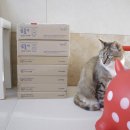 새동그라미어린이집 | 29개월 아기 유아학습지 구몬 한글이 크는 나무 1개월 학습 후기, 웅진 곰돌이 킨더 비교