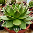엘도라도 이미지
