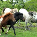 제주의 제주마 이미지
