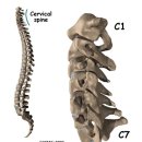 정통추나치료 - 경추수핵탈출증(cervical herniated nucleus pulpususdisc):디스크 이미지