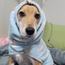 씨에이호텔 | [공지] 반려견 동반 웨딩홀 공유 (애견동반 웨딩홀 / 반려견 화동)