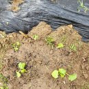 승준농장(2) 이미지