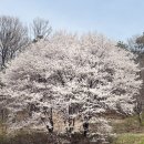도촌 | 성남 도촌동 벚꽃축제 후기 🌸 도촌 봄봄맞이길 미리 다녀온 솔직 후기