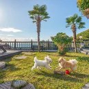 여울애견펜션 | 여울 애견펜션 애견과의 여행, 여기서 느낀 진짜 편안함