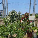 엔젤애견 이미지